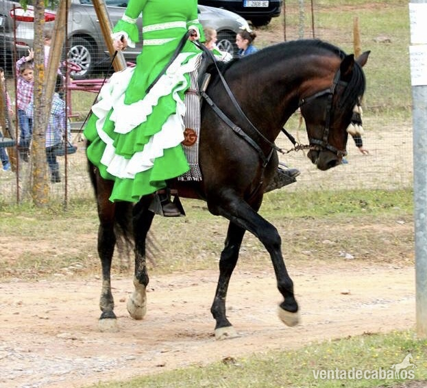 Pura Raza Española