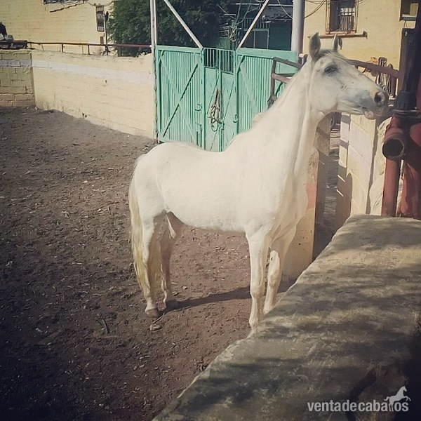 Se da en adopción yegua  in 