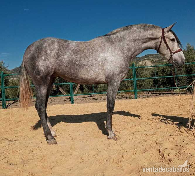 Yegua pre orígenes de yeguada militar - Caballos Pura Raza Española (P.R.E.) Pura raza español