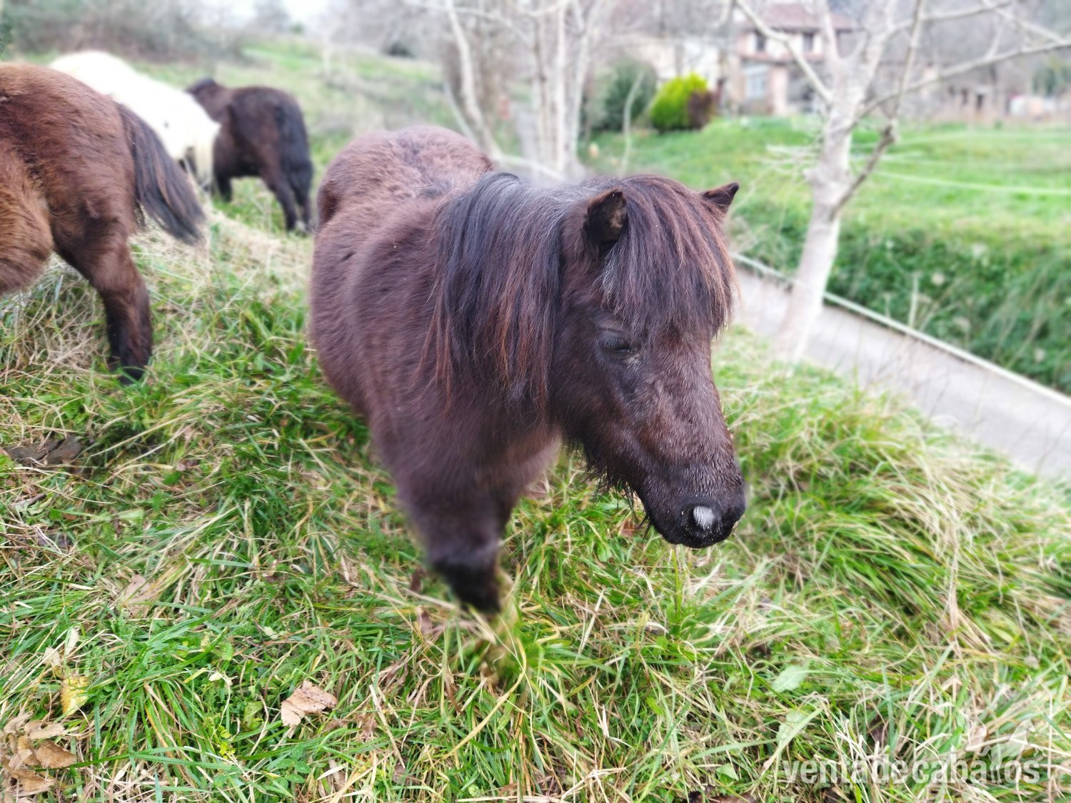 Venta conjunta de 4 mini ponis  - Ponis Miniatura EMPTY