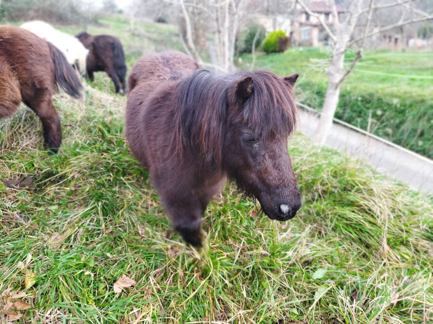 Venta conjunta de 4 mini ponis  - Ponis Miniatura EMPTY
