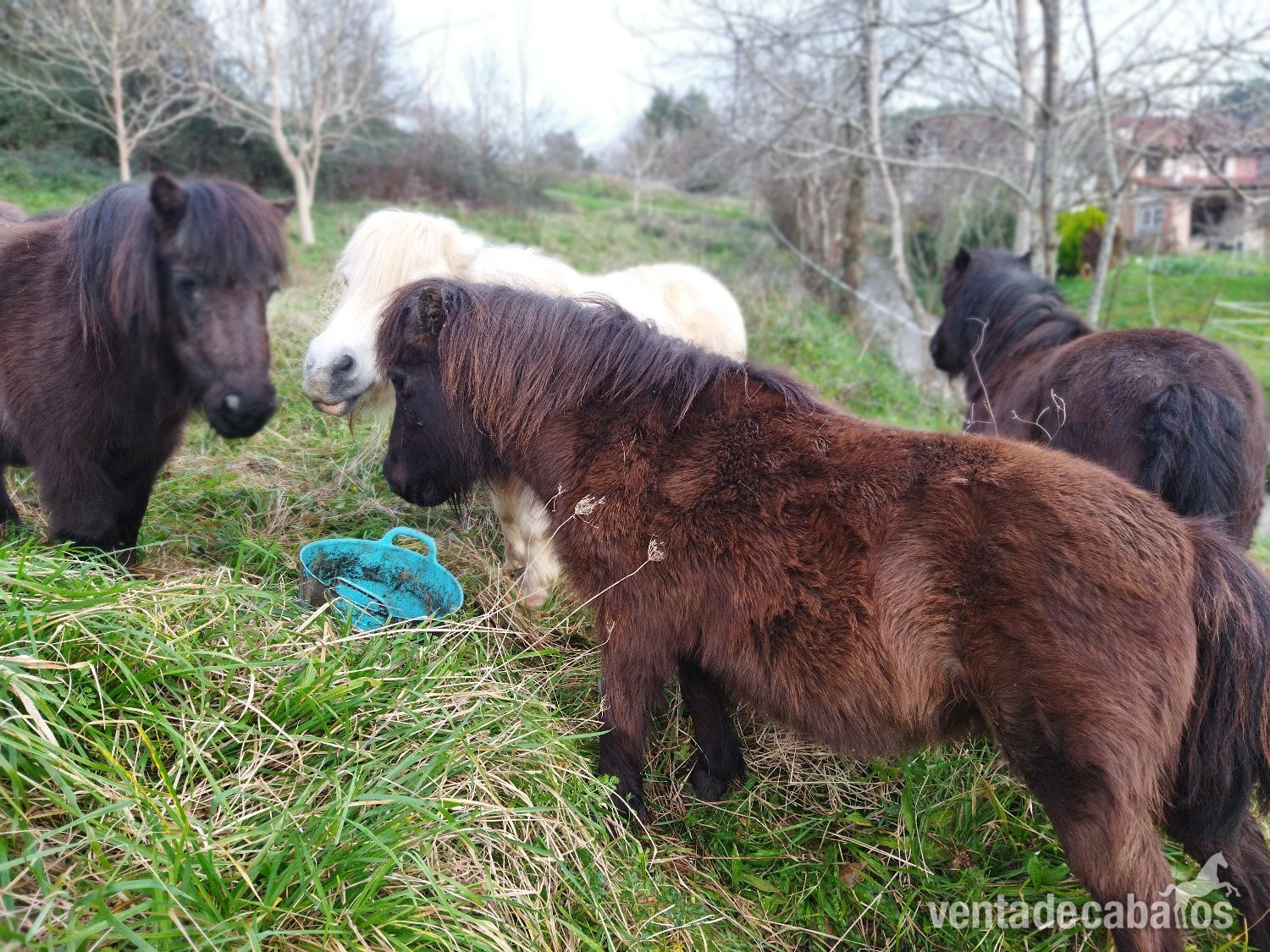 Venta conjunta de 4 mini ponis  - EMPTY