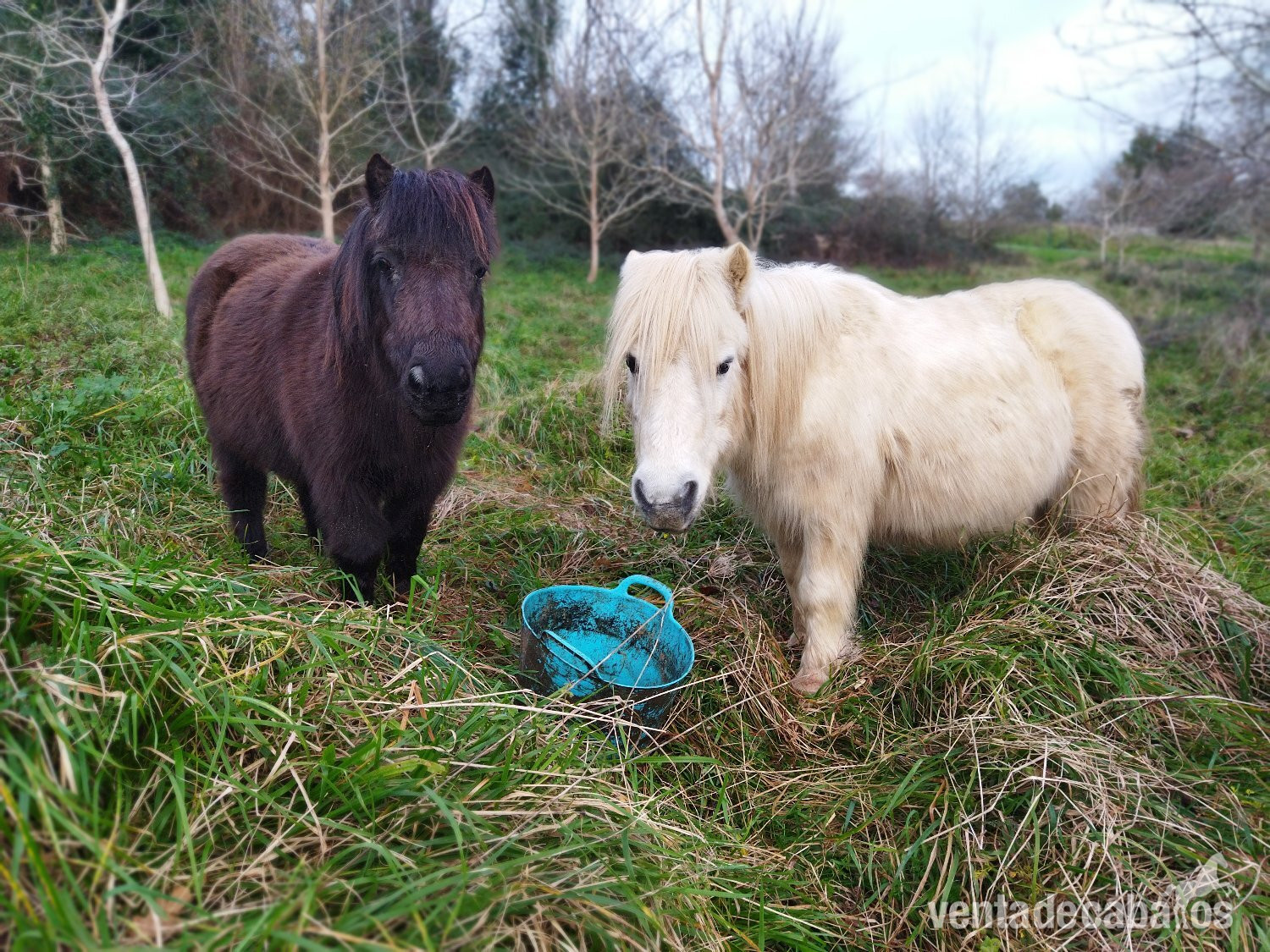 Venta conjunta de 4 mini ponis  - Ponis Miniatura