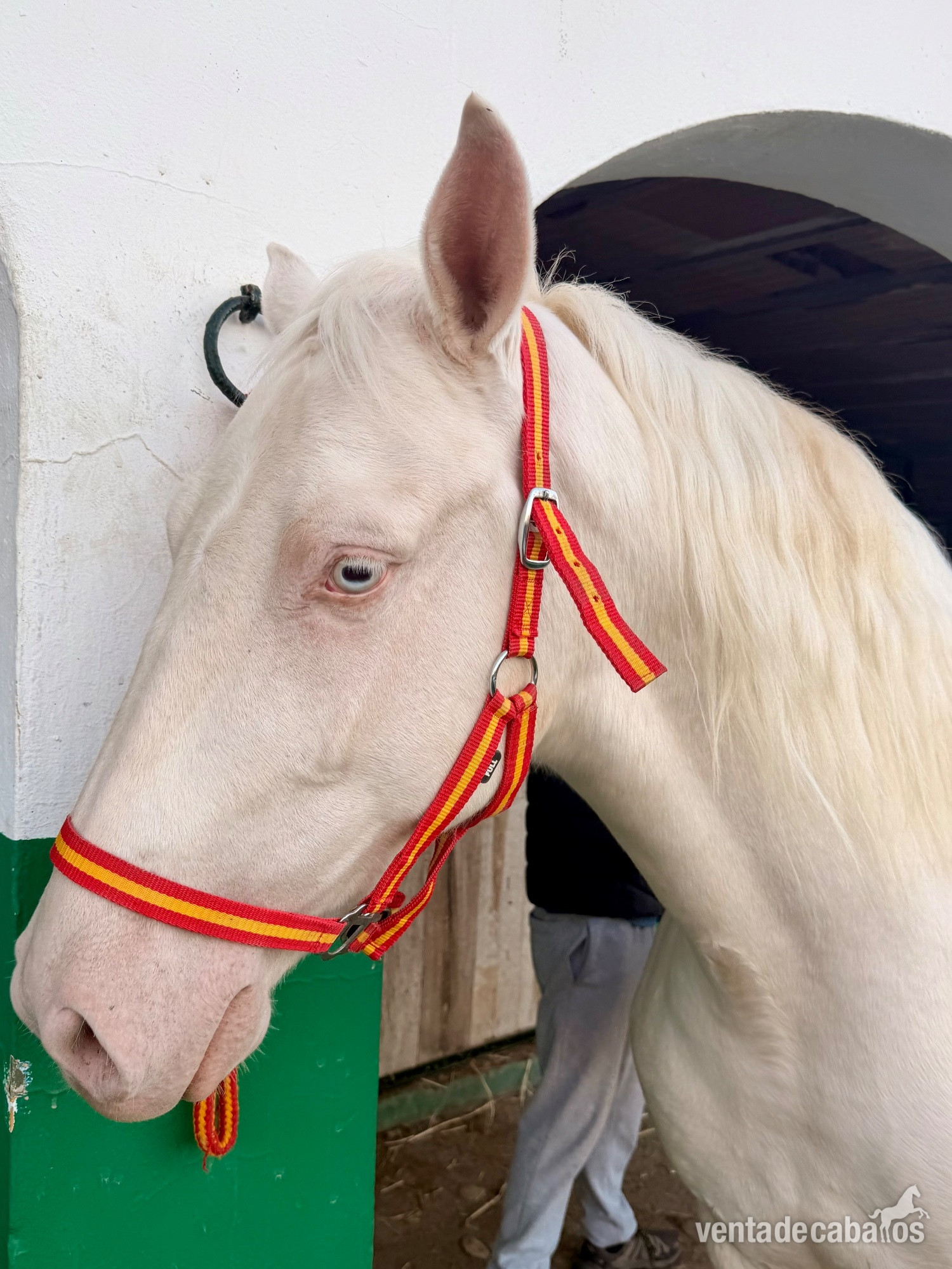 Caballo Capado Albino in 