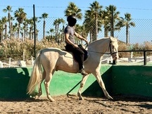 Caballo Capado Albino