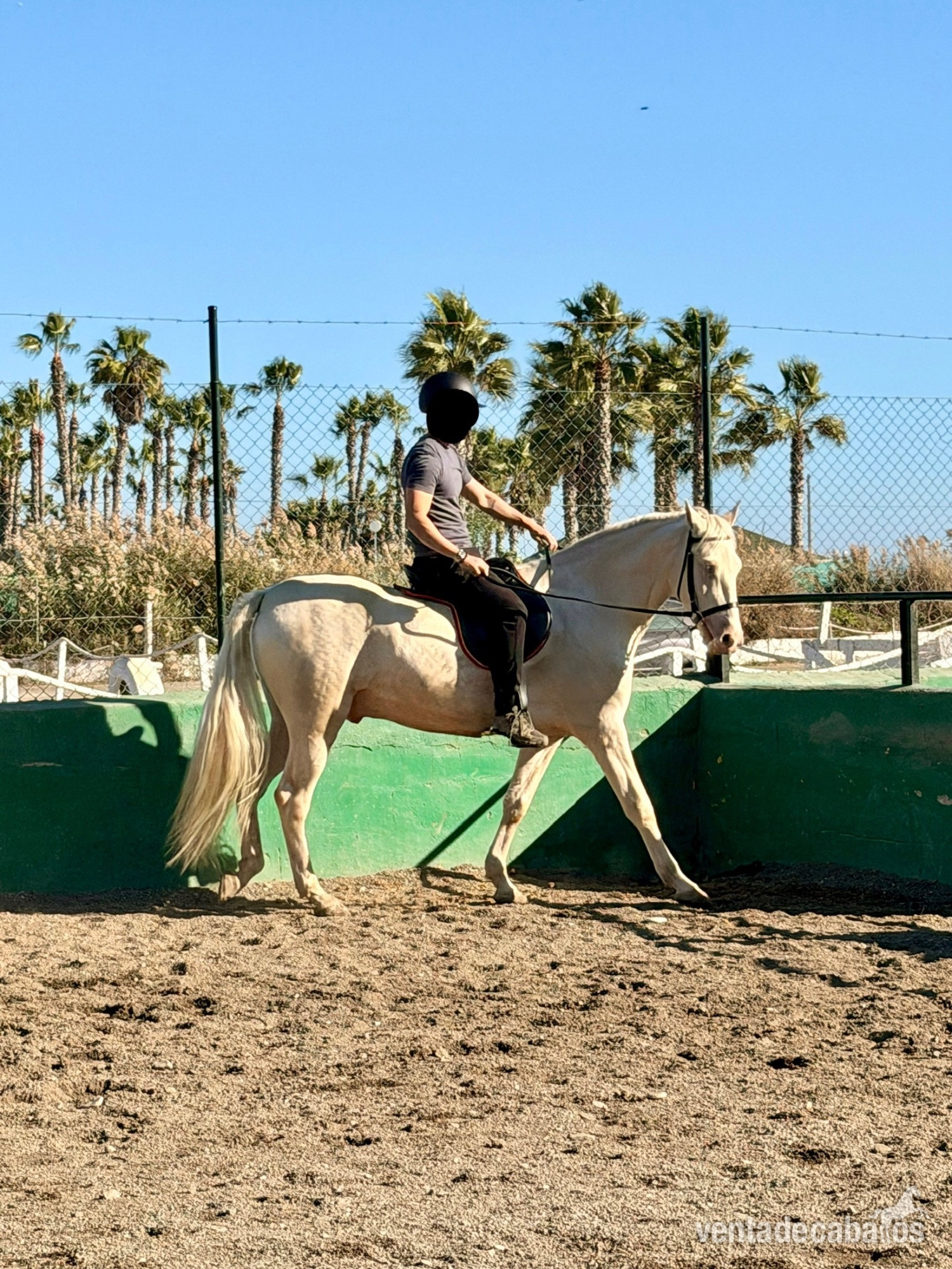 Caballos Capados EMPTY - Caballo Capado Albino