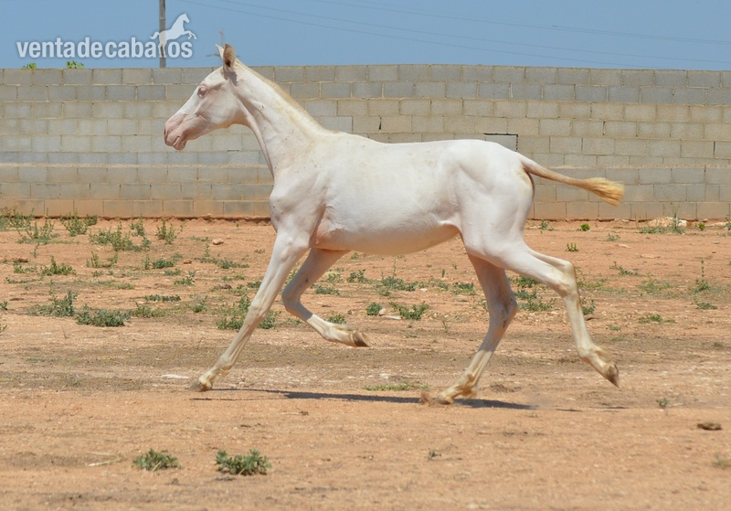 Caballos Pura Raza Española (P.R.E.) Pura Raza Española - Potros y potra de capa diluida