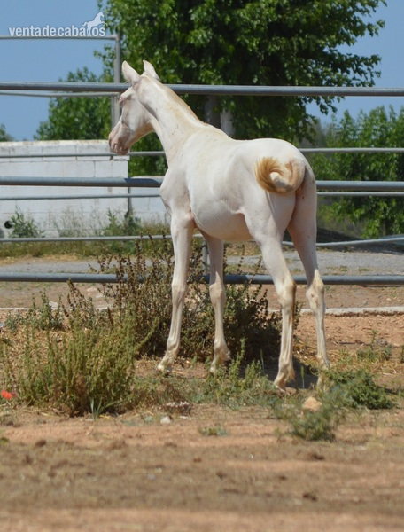 Potros y potra de capa diluida - Caballos Pura Raza Española (P.R.E.) Pura Raza Española