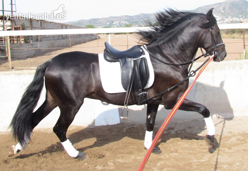 vendo caballo P.R.E de yeguada Cubas in 