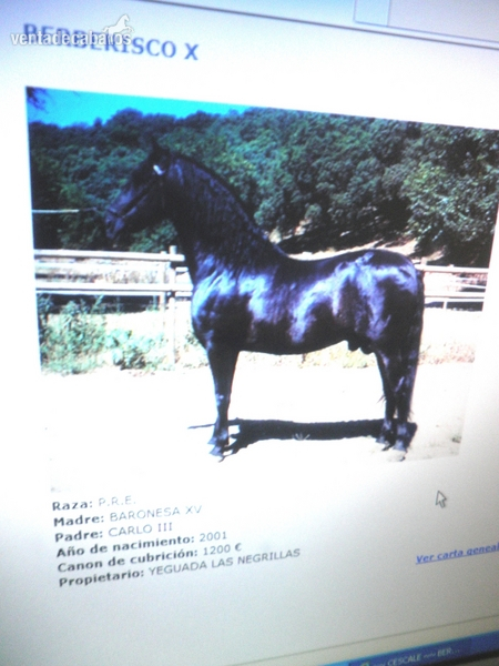 Caballos Pura Raza Española (P.R.E.) Pura Raza Española - vendo caballo P.R.E de yeguada Cubas