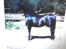 vendo caballo P.R.E de yeguada Cubas