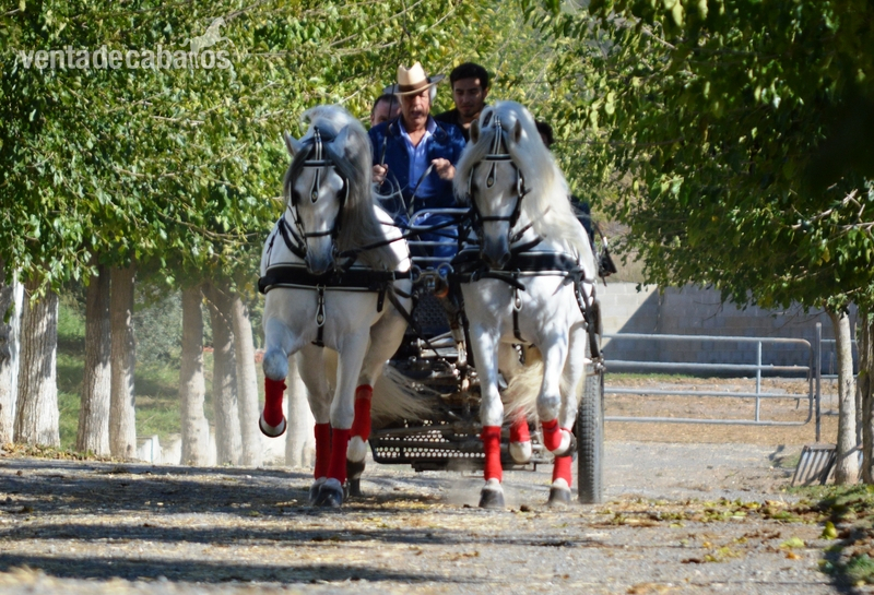 Tronco de caballos PRE tordos enganchados in 