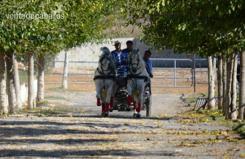 Caballos Pura Raza Española (P.R.E.) Pura Raza Española - Tronco de caballos PRE tordos enganchados