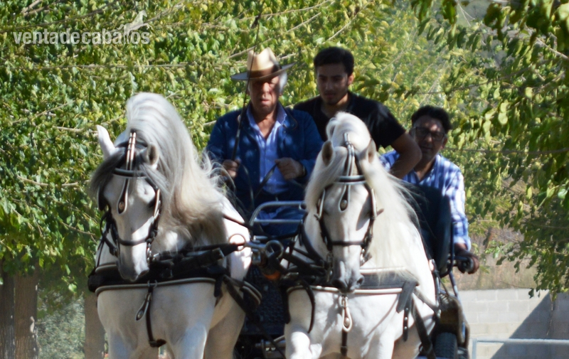 Tronco de caballos PRE tordos enganchados - Caballos Pura Raza Española (P.R.E.) Pura Raza Española
