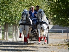 Tronco de caballos PRE tordos enganchados