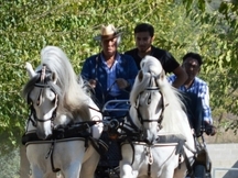 Tronco de caballos PRE tordos enganchados