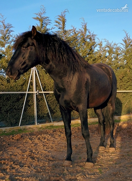 Caballos Enteros Pura Raza Española - PRE Negro 5 años