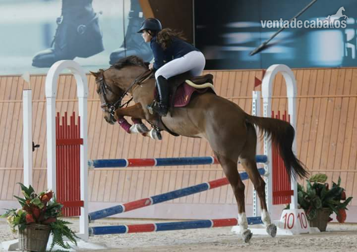 Se vende caballo de salto in 