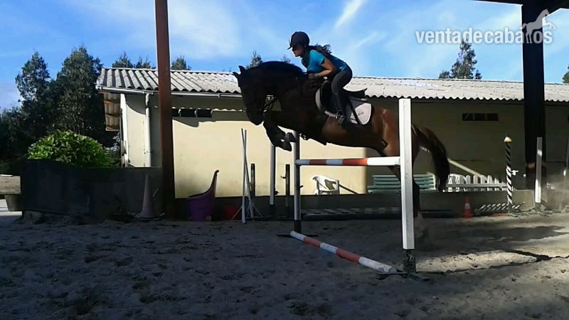 Caballo de Deporte Español (CDE)