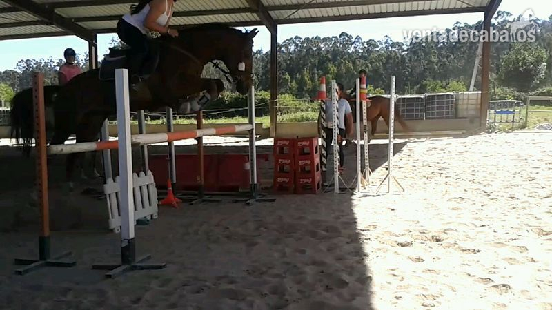 Caballo de Deporte Español (CDE) {TYPE}