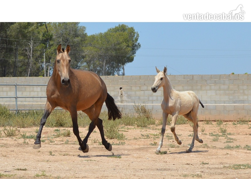 Caballos Pura Raza Española (P.R.E.) Pura Raza Española - Yegua Baya PRE de Cria