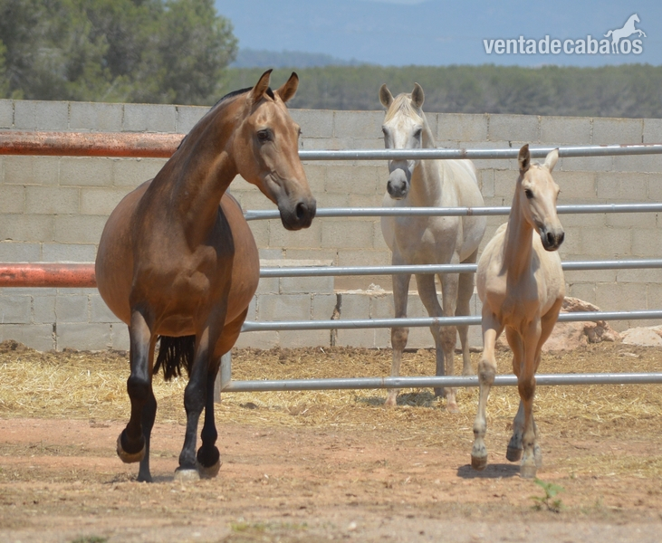 Yegua Baya PRE de Cria - Caballos Pura Raza Española (P.R.E.) Pura Raza Española