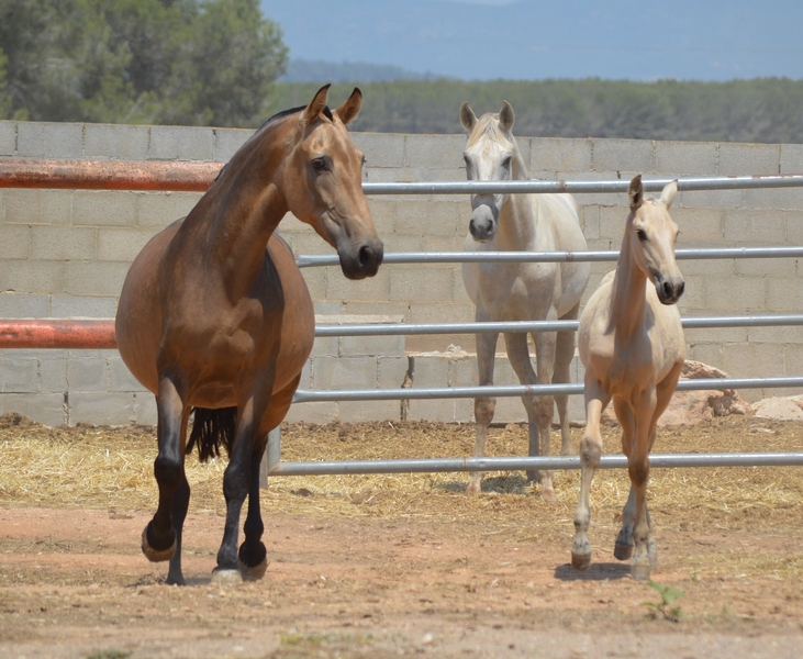 Yegua Baya PRE de Cria - Caballos Pura Raza Española (P.R.E.) Pura Raza Española
