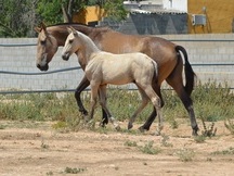 Yegua Baya PRE de Cria