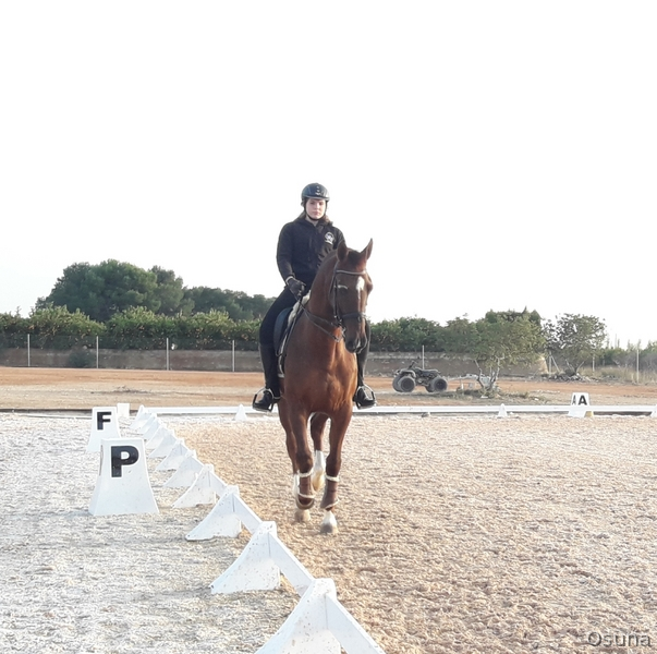 Se vende caballo luso arabe in 