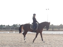 Se vende caballo luso arabe