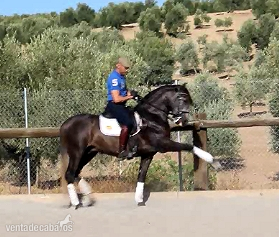 Vendo caballo tordo PRE de 3 años y medio de edad capa tordo in 