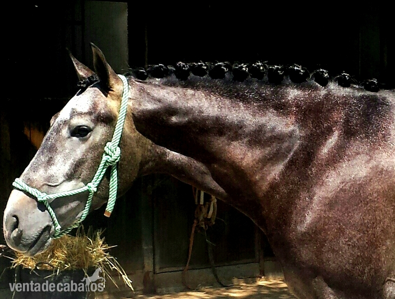 Andaluz