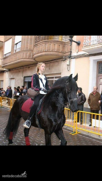 Vendo mi frison  in 