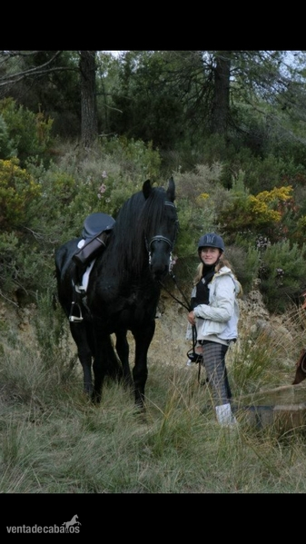 Caballos Capados Frisón - Vendo mi frison 