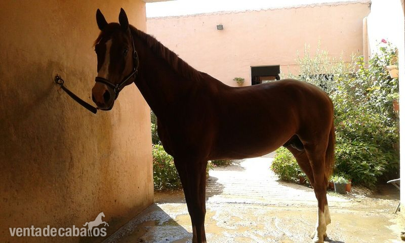 Caballo de Deporte Español (CDE)