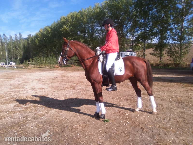 Caballo de Deporte Español (CDE) {TYPE}