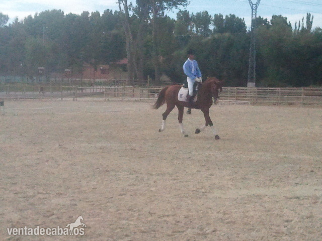 Caballos Enteros Caballo de Deporte Español (CDE) - CABALLO DE DOMA CLÁSICA