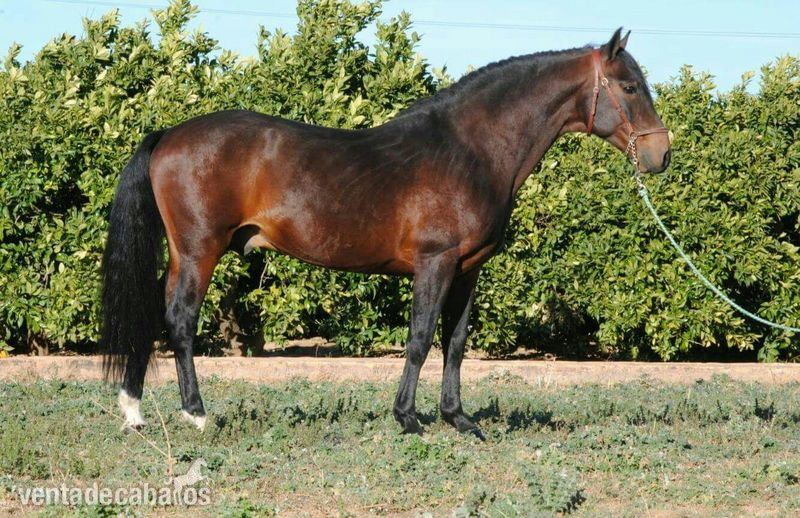 Caballo lusitano puro  in 