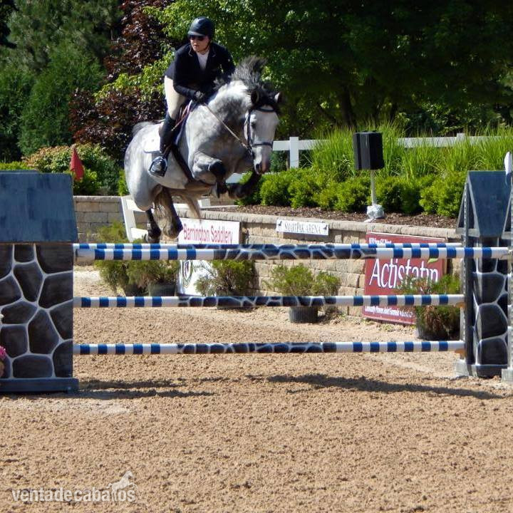 Caballo de alto rendimiento con potencial y plus in 