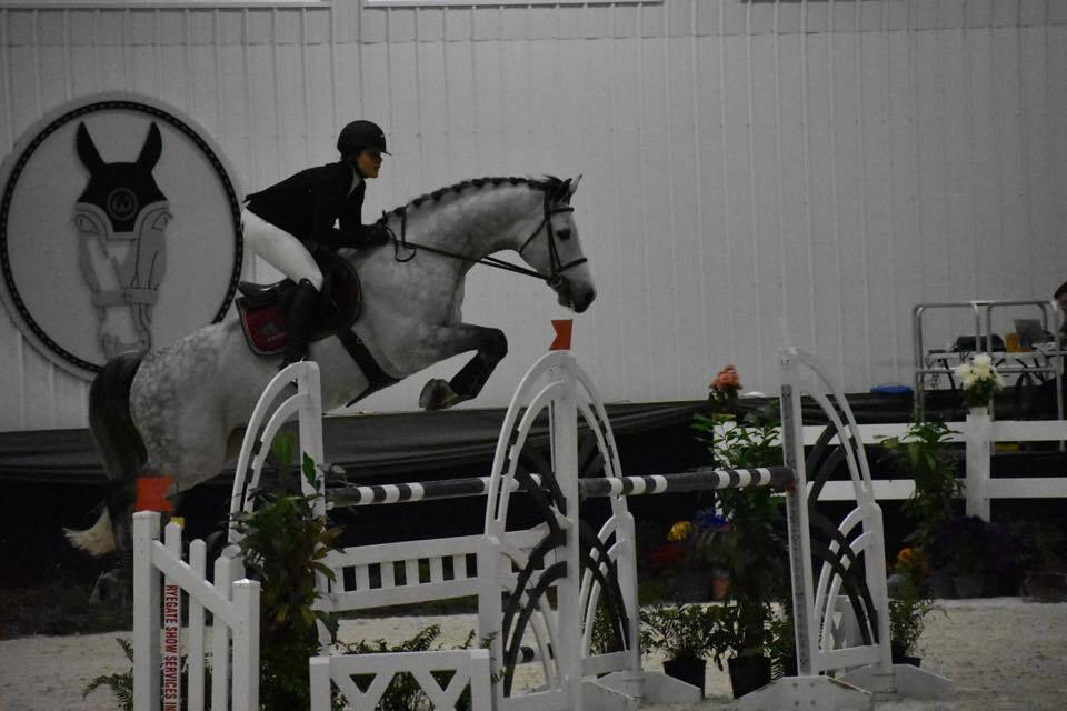 Caballo de alto rendimiento con potencial y plus - EMPTY