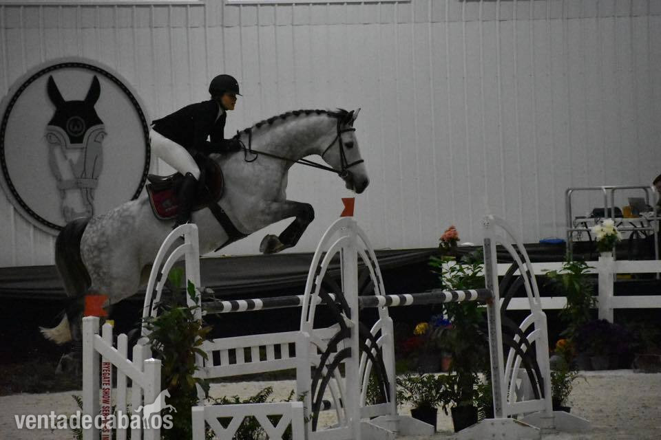 Caballo de alto rendimiento con potencial y plus - EMPTY