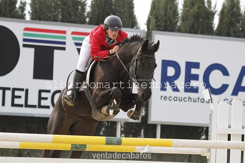 Vendo caballo de salto in 