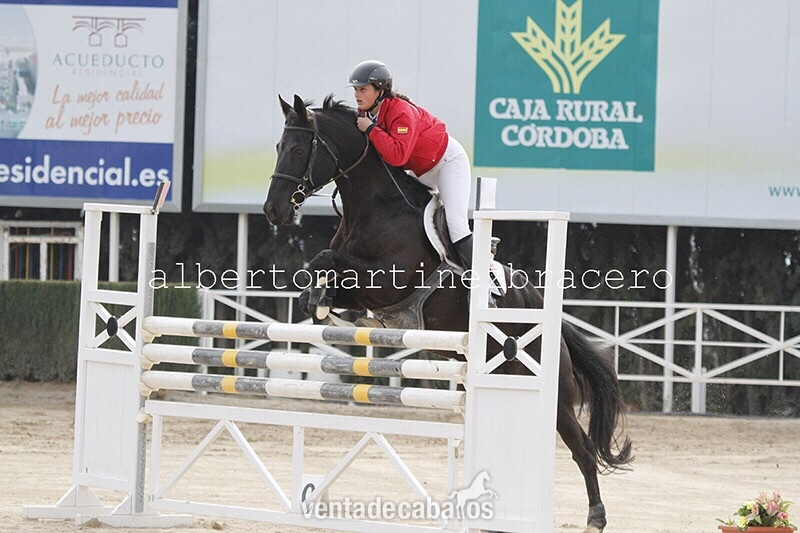 Caballo de Deporte Español (CDE)