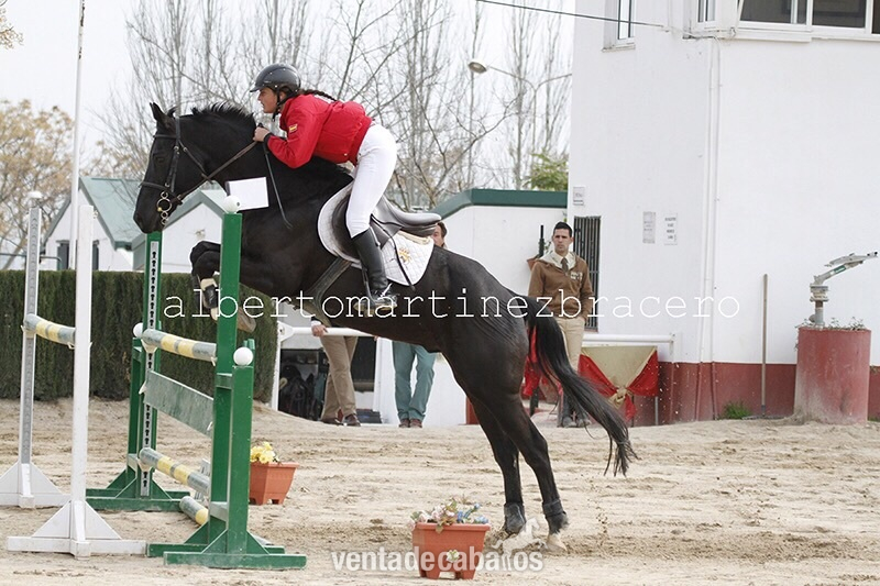 Caballo de Deporte Español (CDE) {TYPE}