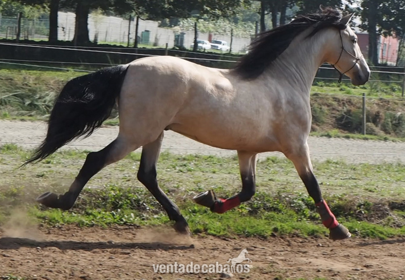 VENTA DE YEGUAS PREÑADAS DE BAYO in 