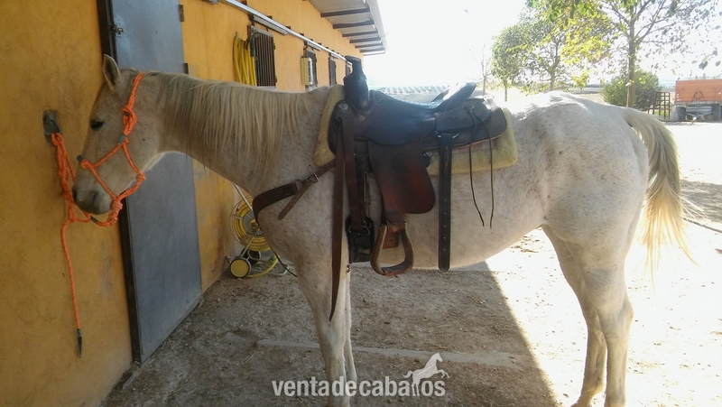 Quarter horse caballo in 