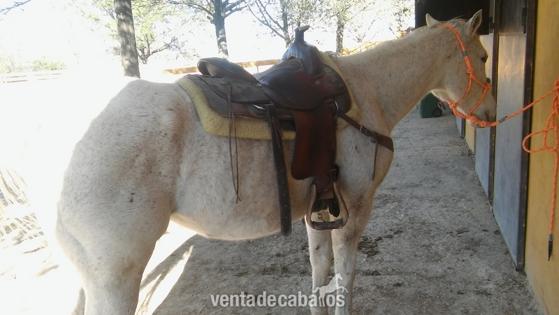 Quarter horse
