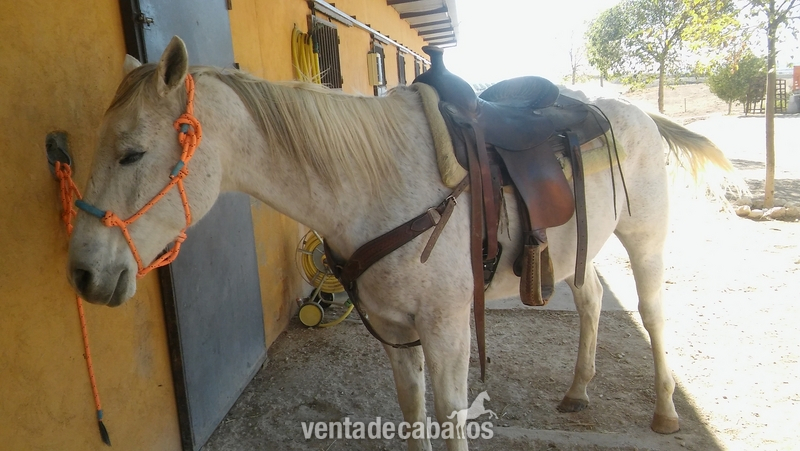 Quarter horse {TYPE}
