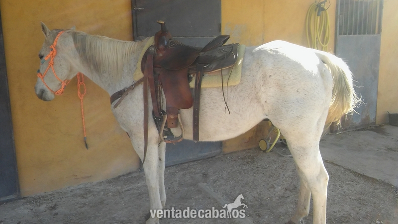 Caballos Pura Raza Española (P.R.E.) Quarter horse - Quarter horse caballo