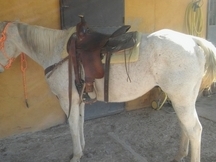 Quarter horse caballo